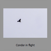 Condor in flight